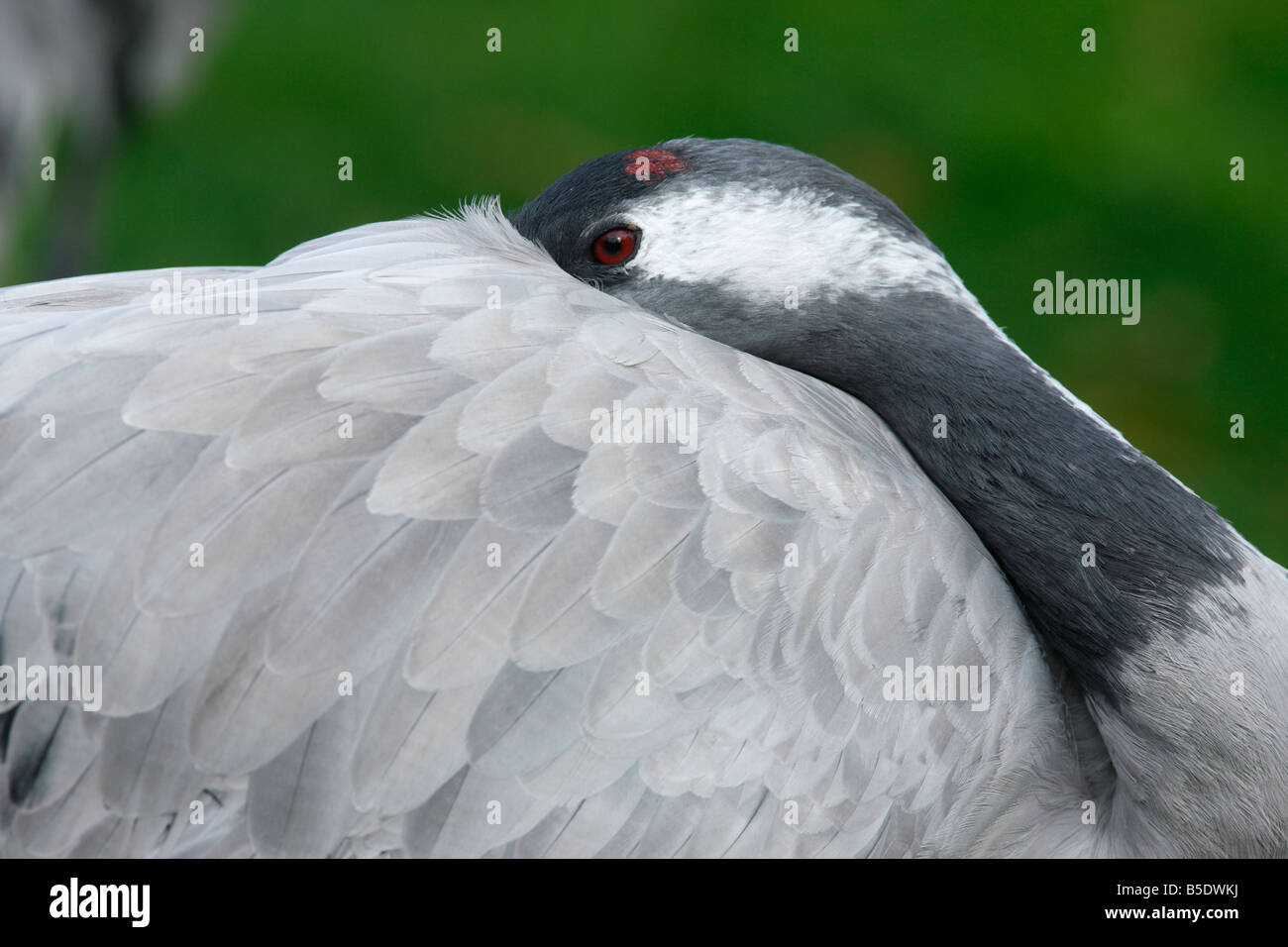 Gru comune grus grus testa dettaglio captive Foto Stock