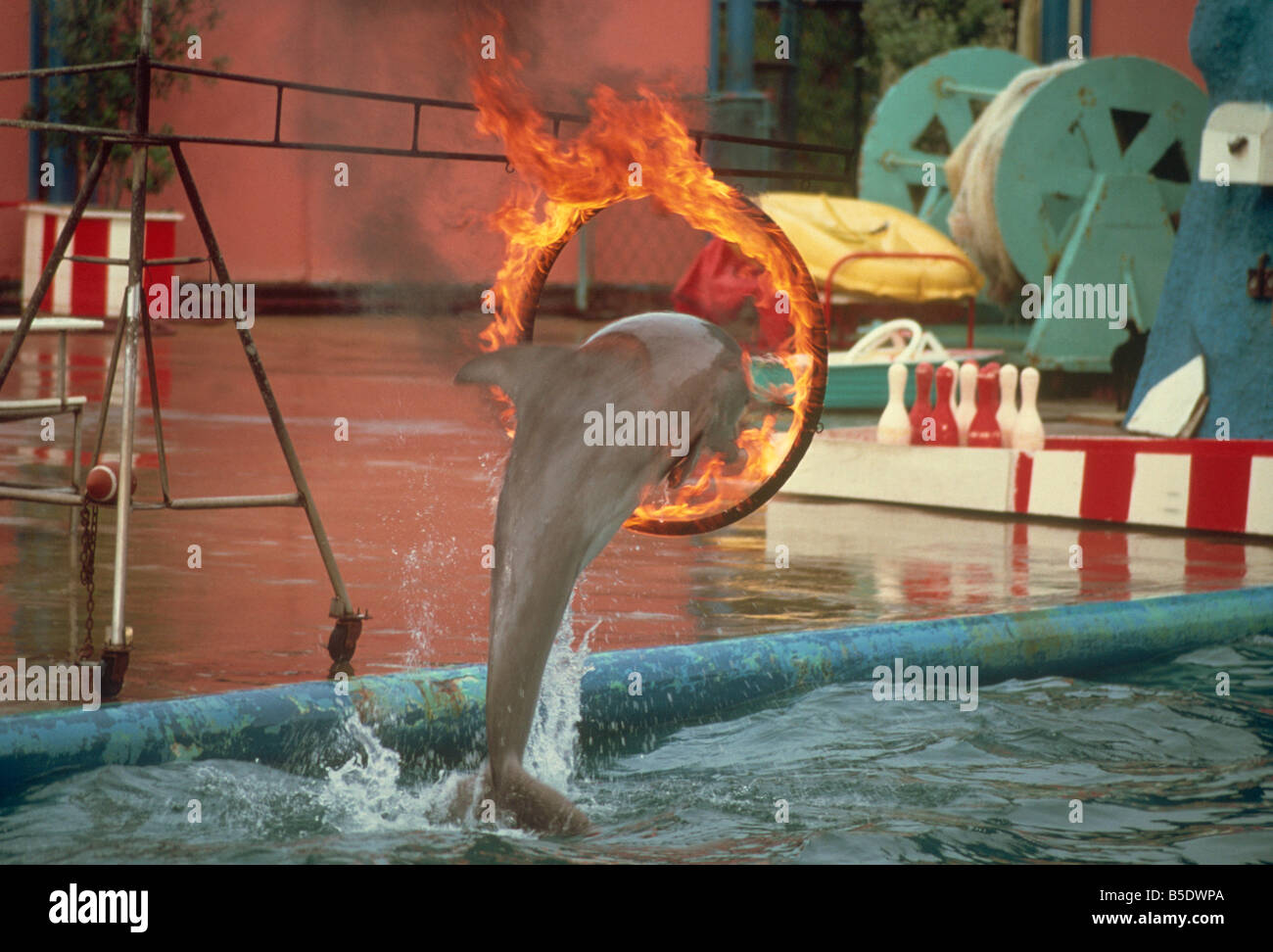 Immagine scattata negli anni settanta di una focena saltando attraverso un anello di masterizzazione, Marineland, California, USA, America del Nord Foto Stock