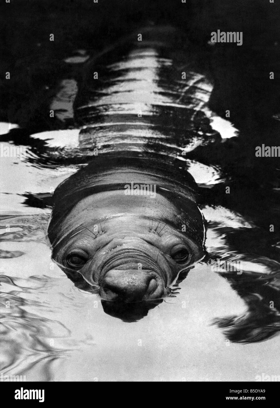 Un pensiero pensato da Mirounga Leonina. L'uomo, ciò che un partito che è stato! E lo mostra. Spot, l'elefante meridionale guarnizione, ha fatto un po' Foto Stock