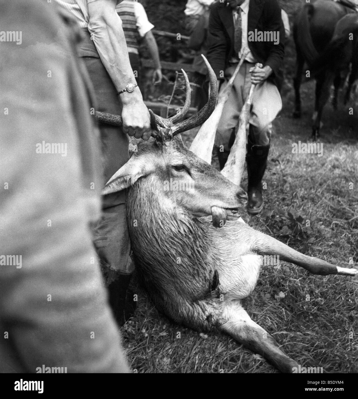 Centinaia di villeggianti guardato la caccia del Devon e Somerset Staghounds, che si è conclusa nella uccisione di un completamente cresciuti stag su sun sparsi rive di un ruscello a Horner, vicino a Minehead, Somerset. Per quasi tre ore in rosso-piloti rivestito inseguito le feste di addio al celibato attraverso heather-coperto la brughiera e attraverso le profonde fittamente legno coombs. Il cervo morto in procinto di essere sollevato e portato via. Agosto 1957 J5558-001 Foto Stock