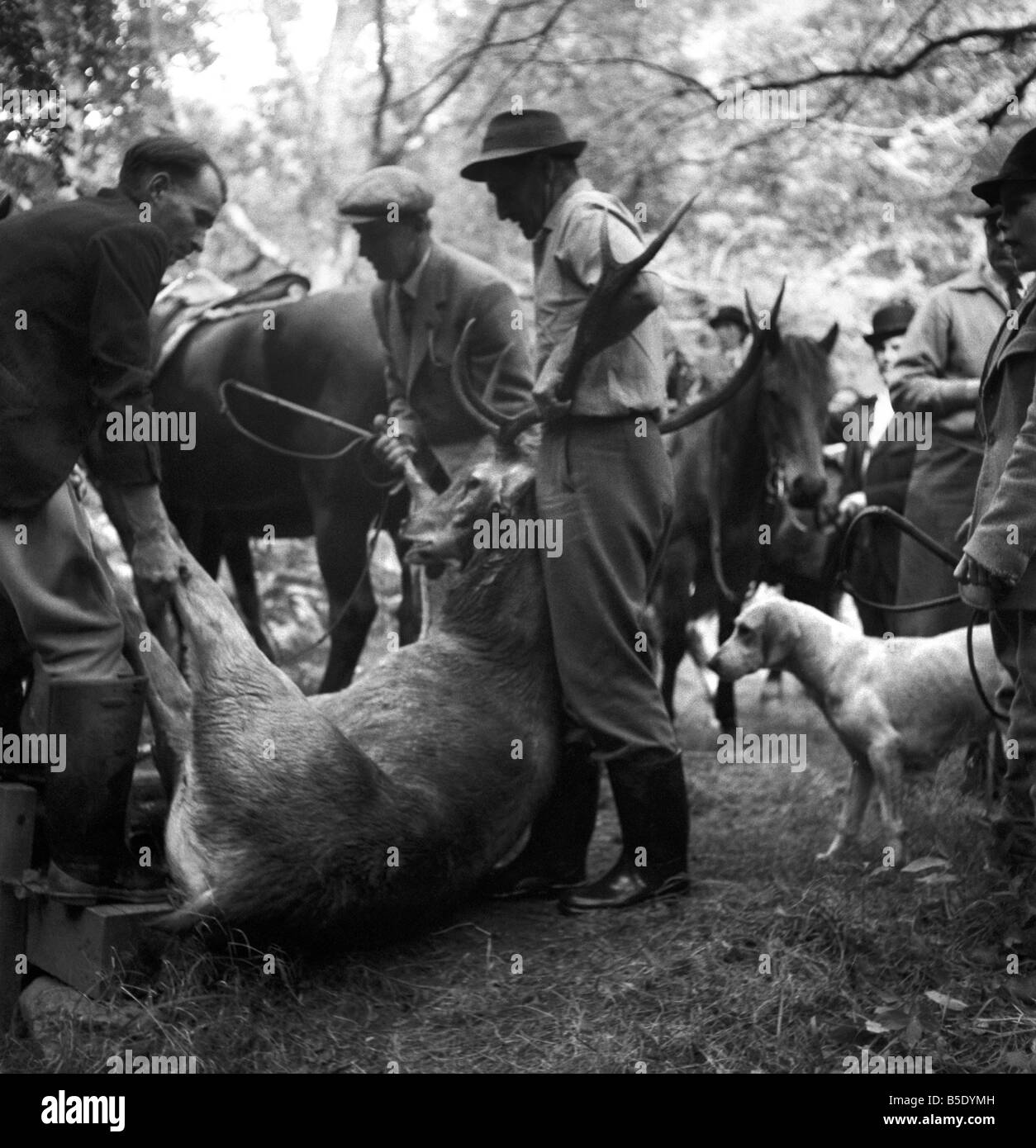 Centinaia di villeggianti guardato la caccia del Devon e Somerset Staghounds, che si è conclusa nella uccisione di un completamente cresciuti stag su sun sparsi rive di un ruscello a Horner, vicino a Minehead, Somerset. Per quasi tre ore in rosso-piloti rivestito inseguito le feste di addio al celibato attraverso heather-coperto la brughiera e attraverso le profonde fittamente legno coombs. Il cervo morto in procinto di essere sollevato e portato via. Agosto 1957 J5558-007 Foto Stock