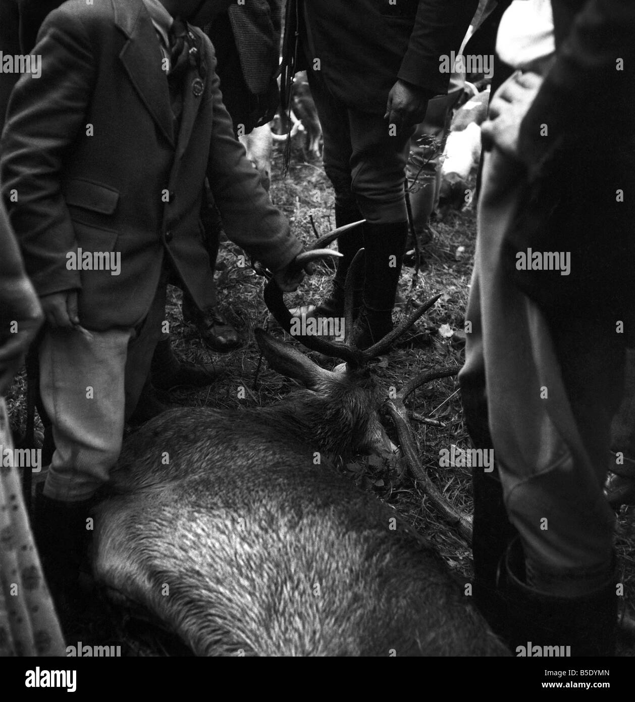 Centinaia di villeggianti guardato la caccia del Devon e Somerset Staghounds, che si è conclusa nella uccisione di un completamente cresciuti stag su sun sparsi rive di un ruscello a Horner, vicino a Minehead, Somerset. Per quasi tre ore in rosso-piloti rivestito inseguito le feste di addio al celibato attraverso heather-coperto la brughiera e attraverso le profonde fittamente legno coombs. Il cervo morto in procinto di essere sollevato e portato via. Agosto 1957 J5558-009 Foto Stock