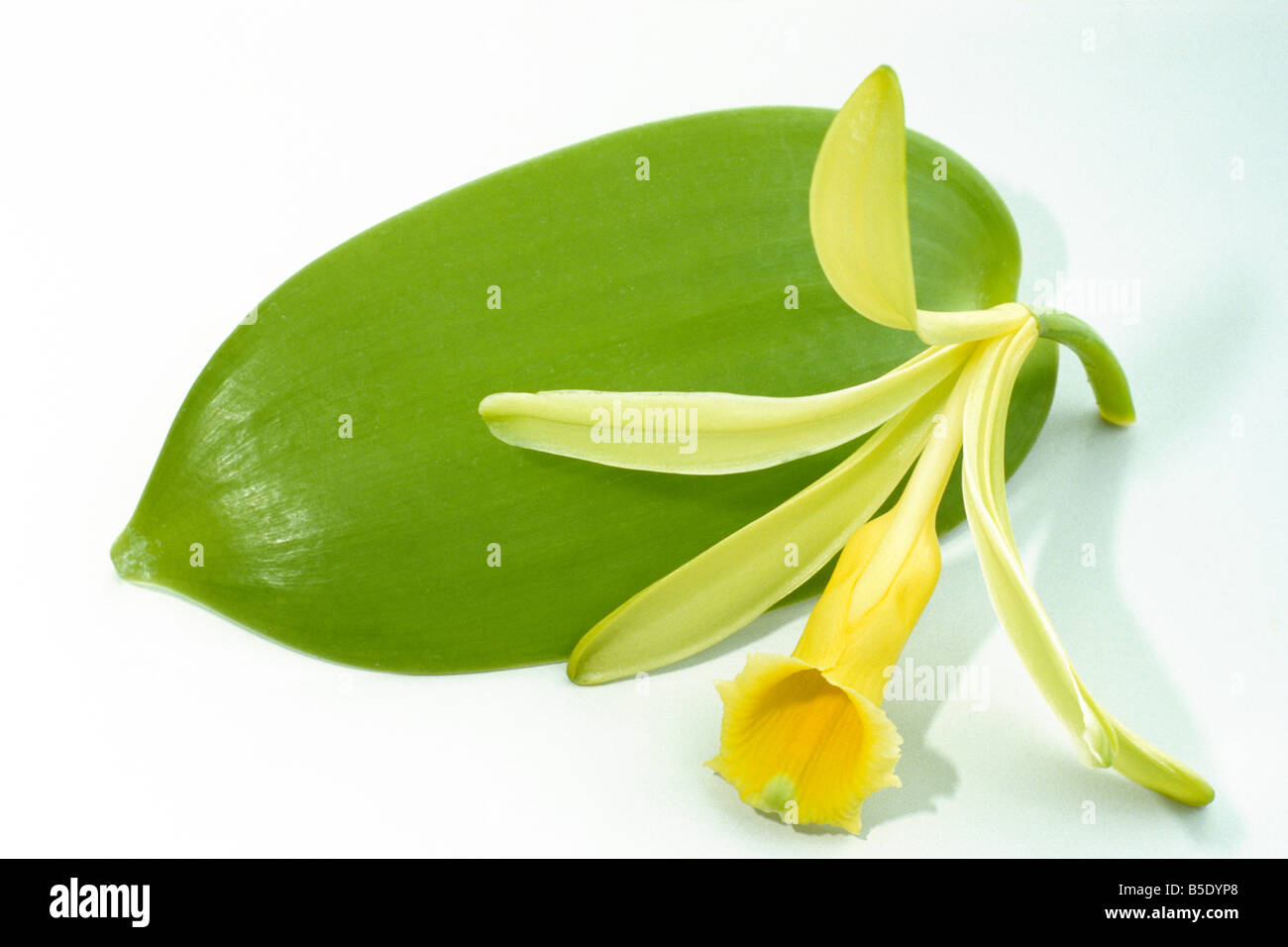 La vaniglia (Vanilla planifolia) di fiori e foglie studio immagine Foto Stock