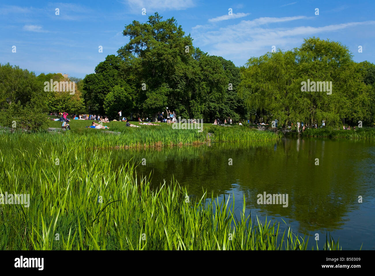 Turtle area stagno nel Central Park di New York City, New York, USA, America del Nord Foto Stock