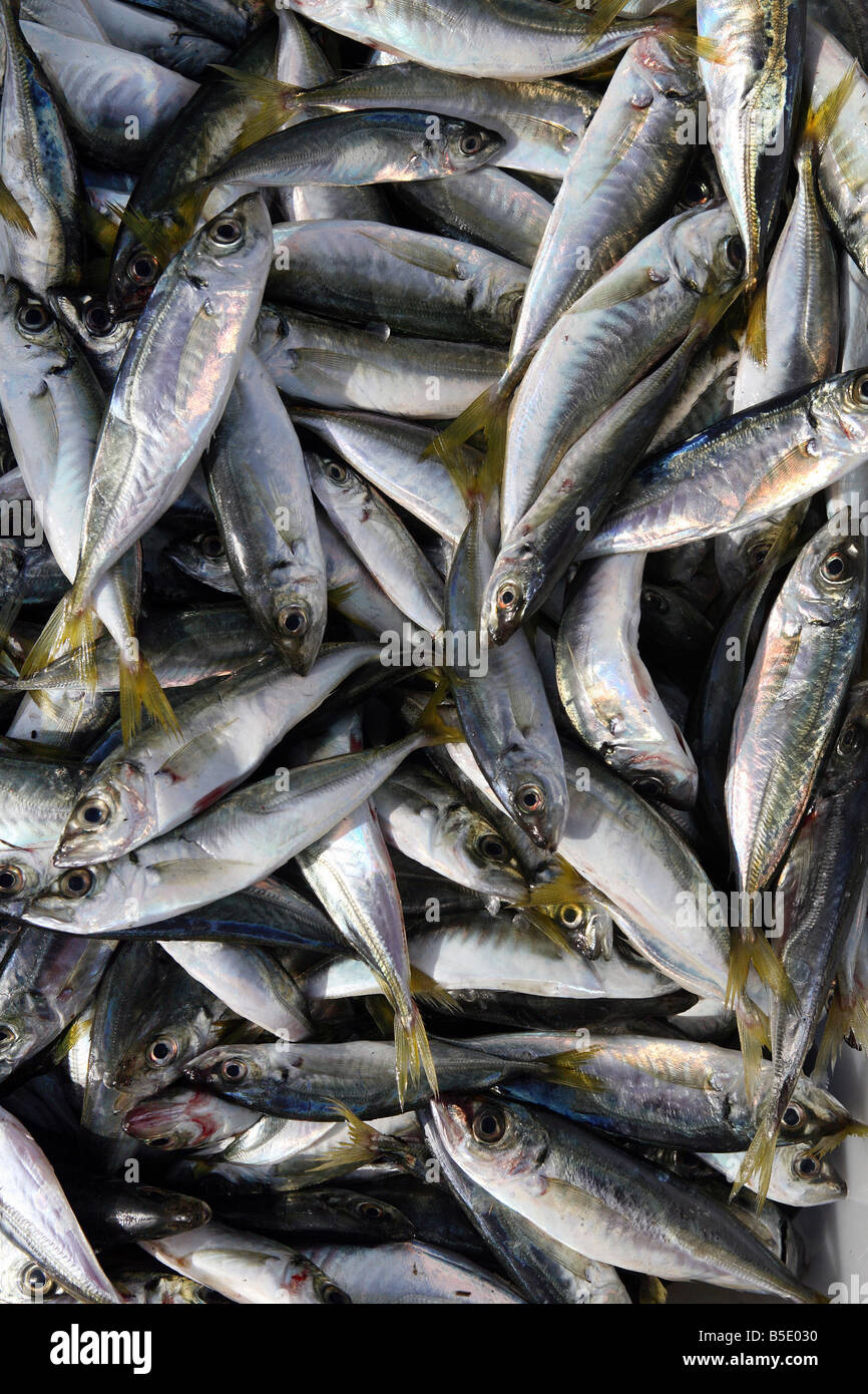 Appena catturati di sardine Foto Stock