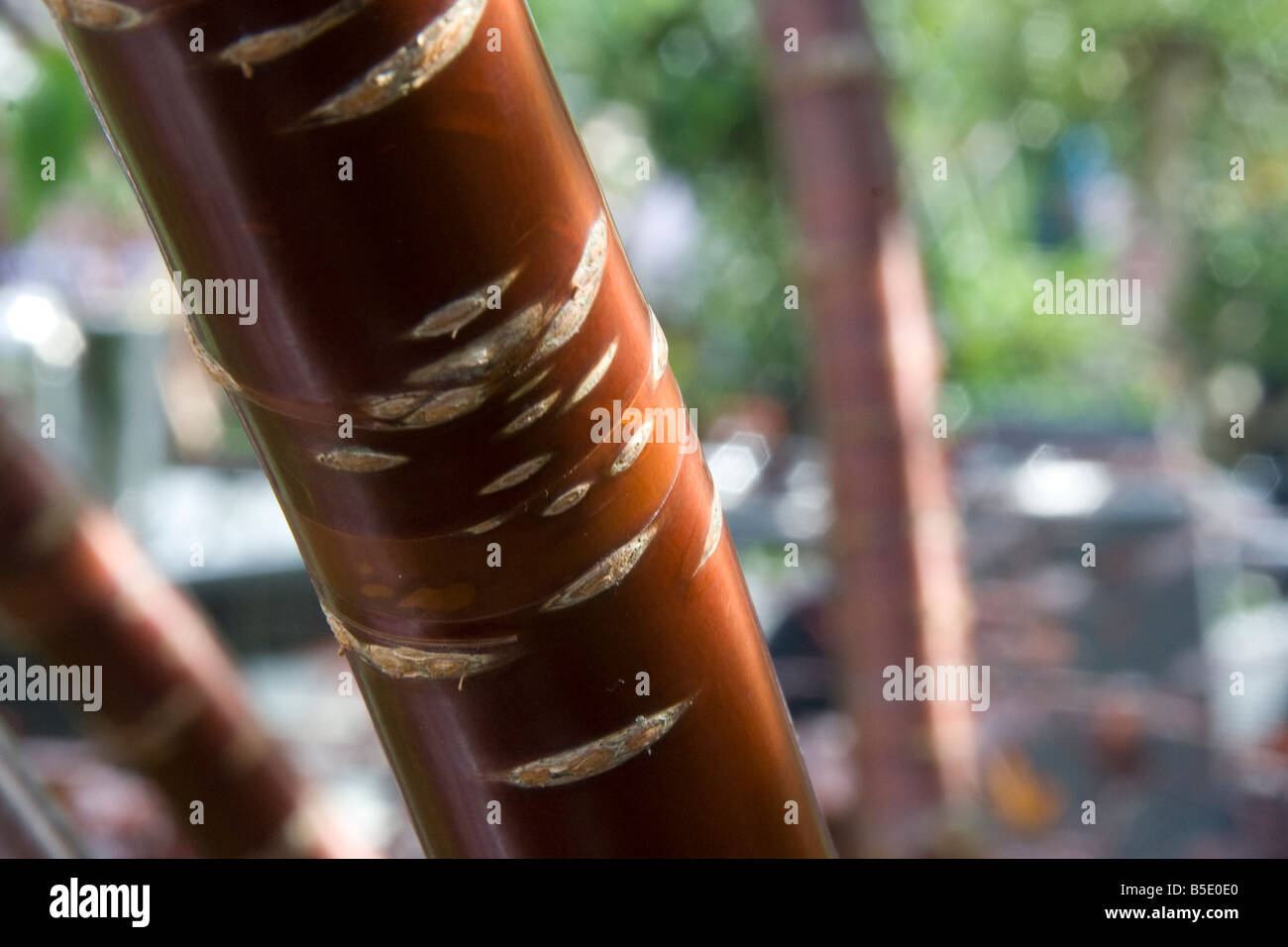 Close up della corteccia lucido del Prunus serrula o birch di corteccia di albero ciliegio con più fuori fuoco di alberi in background Foto Stock