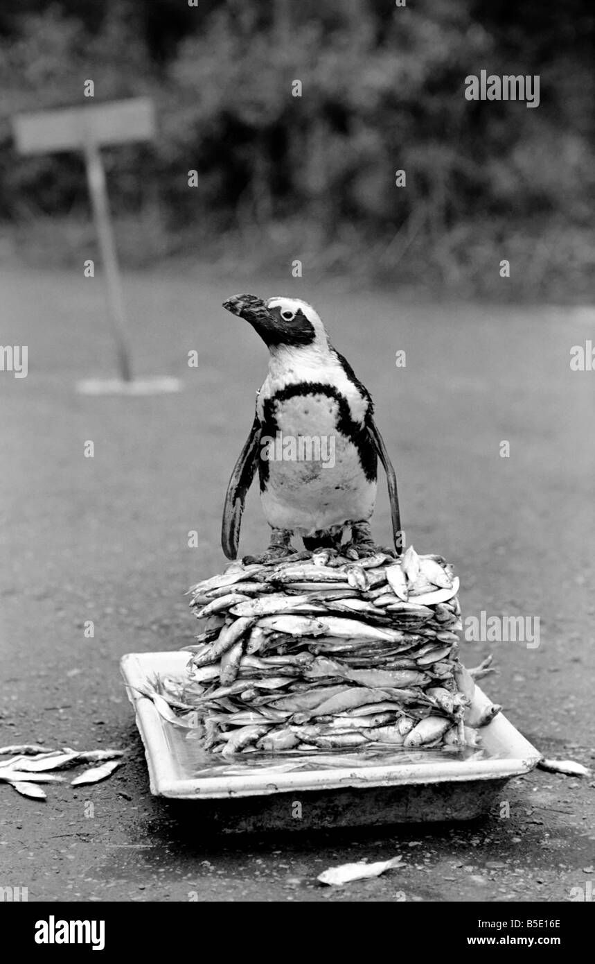 Un po' di pesce succedendo qui ð Usher, il pinguino ð ha ottenuto il suo nome perché egli è nato in un barile di birra ð ha trovato un segreto s Foto Stock