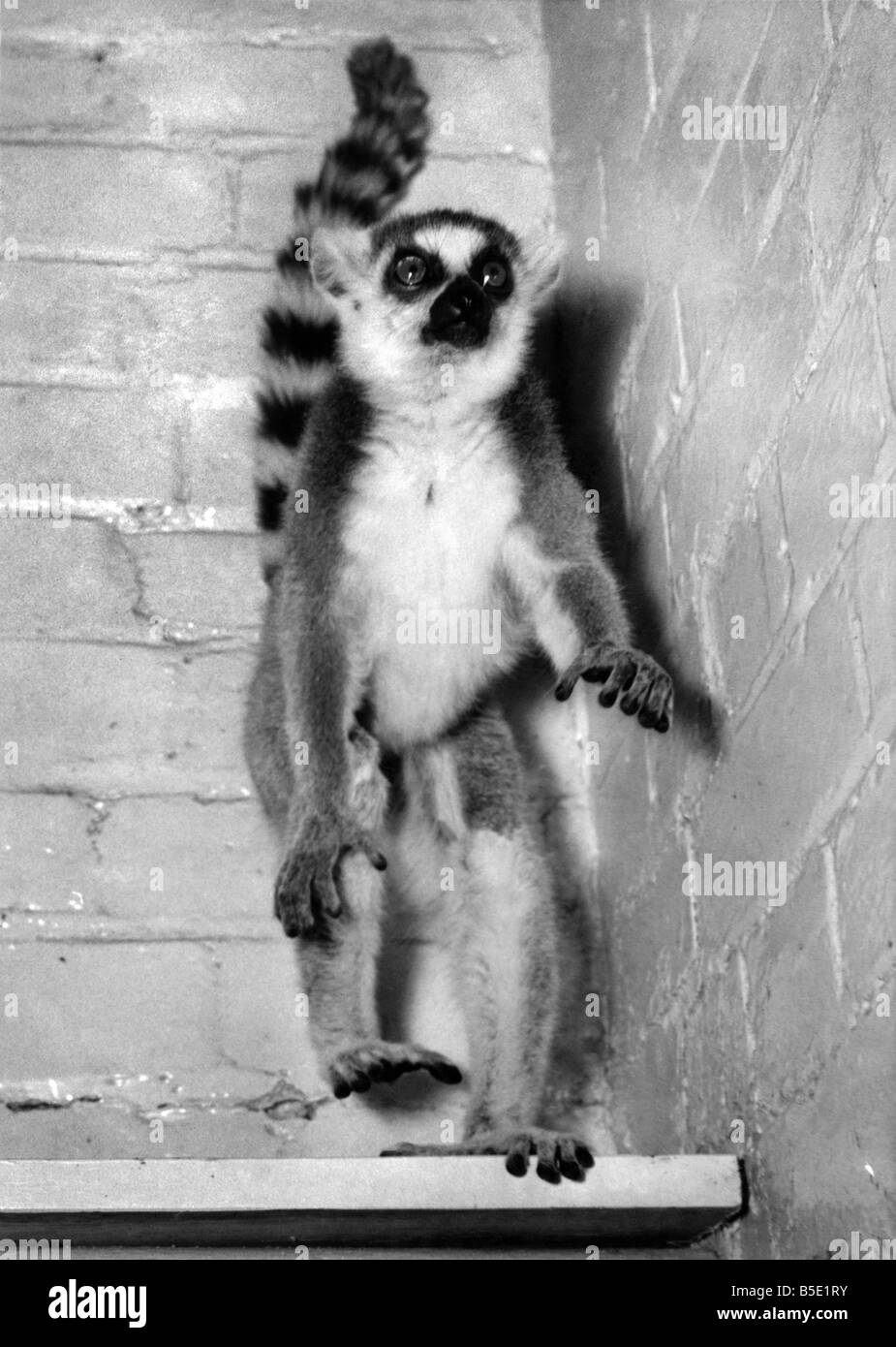 Un lemure vivace presso lo Zoo di Londra, dove ella è chiamato 'Cha-Cha' e il suo compagno 'Cha' a causa della loro danza di routine. Febbraio 1959 Foto Stock