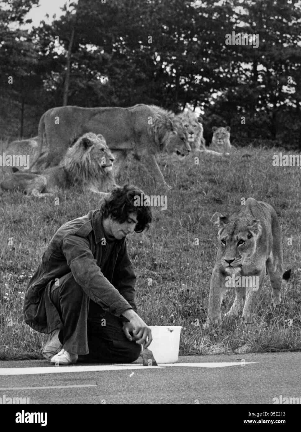 Michael Brown assume un orgoglio per il suo lavoro presso il Lion Park. Si tratta semplicemente di una vacanza lavoro - ma è diverso. Michael, 16, di Chester-le-Street, County Durham, constata che anche la verniciatura della segnaletica stradale nel parco vicino a Lambton, porta un pizzico di avventura. Ma è di sicuro la conoscenza che due operai armati di fucili sono pronti a mantenere i Lions in linea. Non guardare ora, ma c'è un leone prossimi alla linea ... Michael diventa solo su con la sua pittura. Agosto 1974 Foto Stock Michael Brown assume un orgoglio per il suo lavoro presso il Lion Park. Si tratta semplicemente di una vacanza lavoro - ma è diverso. Michael, 16, di Chester-le-Street, County Durham, constata che anche la verniciatura della segnaletica stradale nel parco vicino a Lambton, porta un pizzico di avventura. Ma è di sicuro la conoscenza che due operai armati di fucili sono pronti a mantenere i Lions in linea. Non guardare ora, ma c'è un leone prossimi alla linea ... Michael diventa solo su con la sua pittura. Agosto 1974 Foto Stock