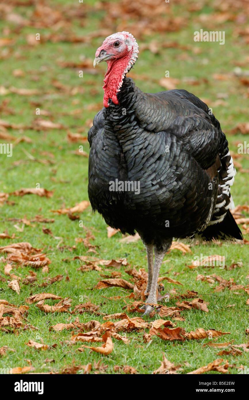 Domestico terreni agricoli in Turchia Foto Stock