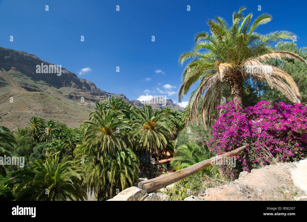 Un oasi di palme e buganvillee con le montagne del centro di Gran Canaria dietro le Isole Canarie Spagna Foto Stock
