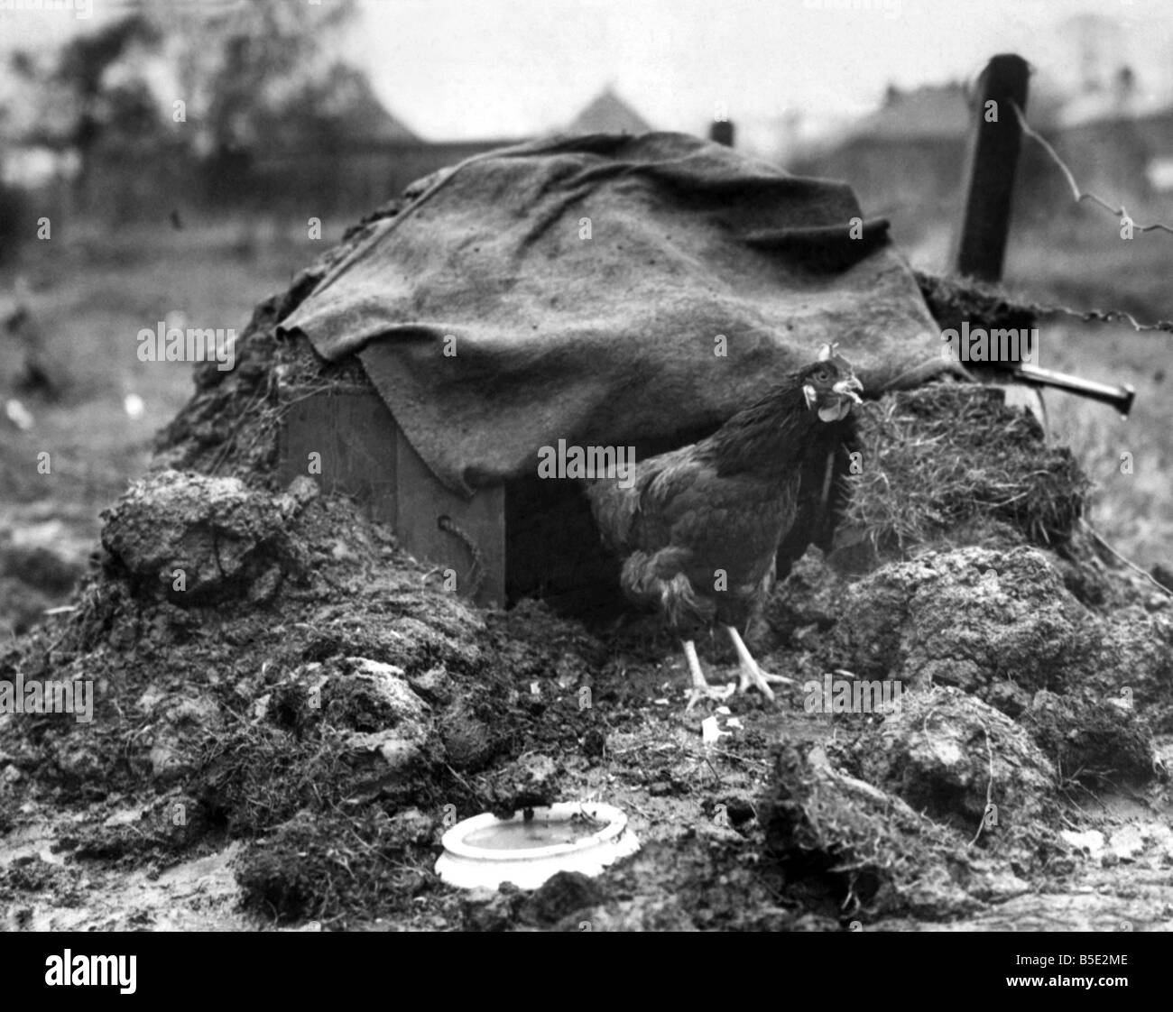 Tillz la gallina che ha la sua propria Anderson shelter. Novembre 1940 Foto Stock