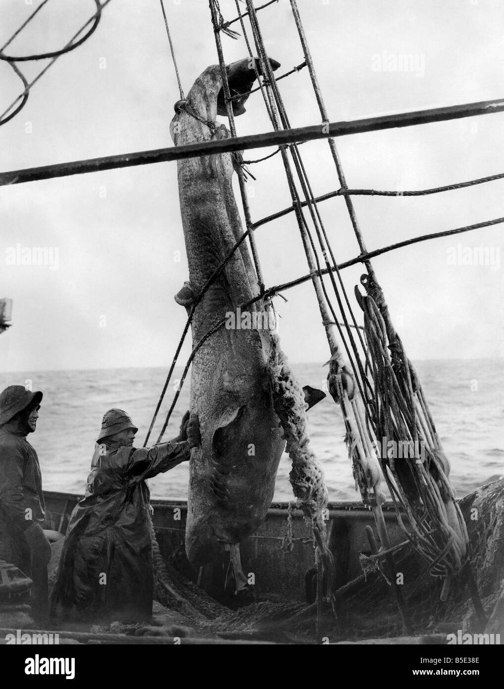 Mare Bianco a strascico sulla SS Kastonia. ;Haisting fino un squalo di terra che era stato portato nella rete da traino. ;Aprile 1924 Foto Stock