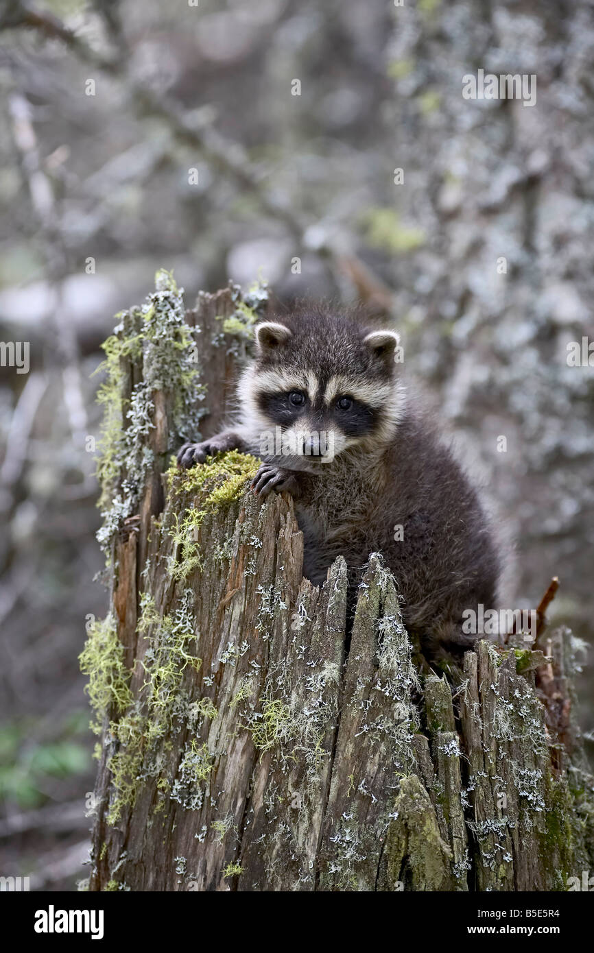 Captive baby raccoon (Procione lotor) in un vecchio ceppo, Bozeman, Montana, USA, America del Nord Foto Stock
