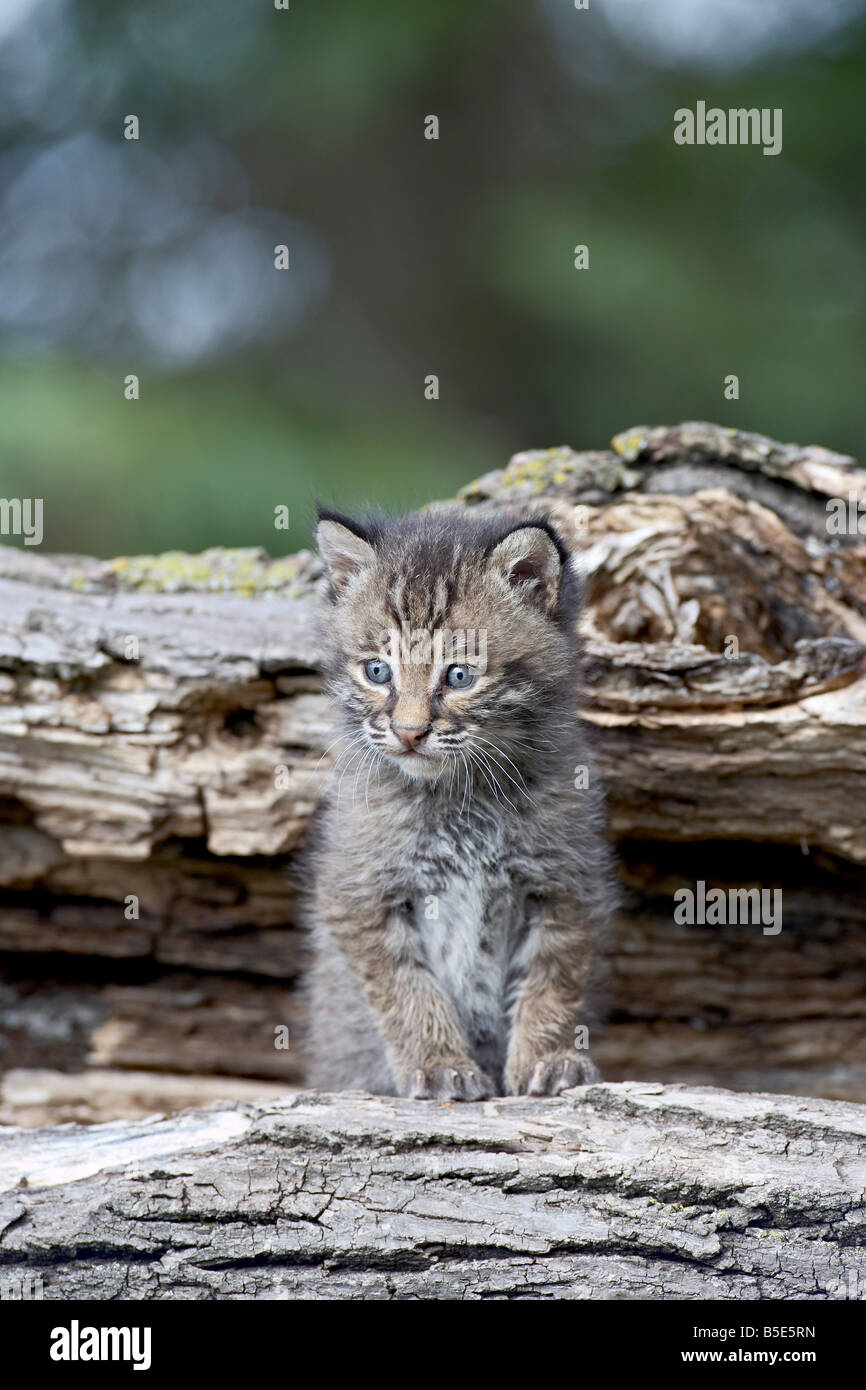 Siberiano (Lynx lynx eurasiatica) (Lynx lynx) gattino, arenaria, Minnesota, USA, America del Nord Foto Stock