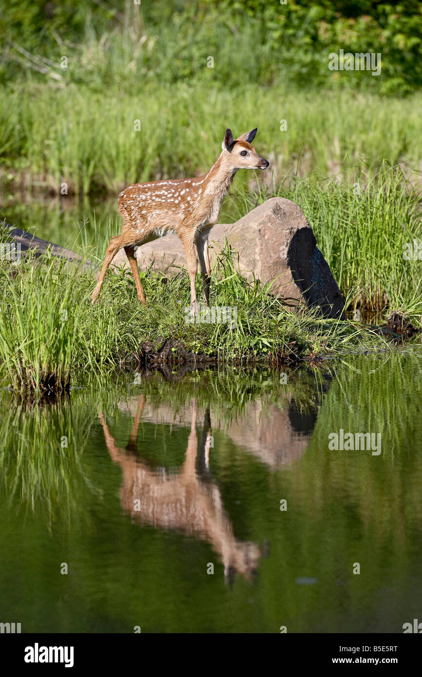 Cervi dalla coda bianca (Odocoileus virginianus) fulvo con la riflessione, in cattività, arenaria, Minnesota, USA, America del Nord Foto Stock