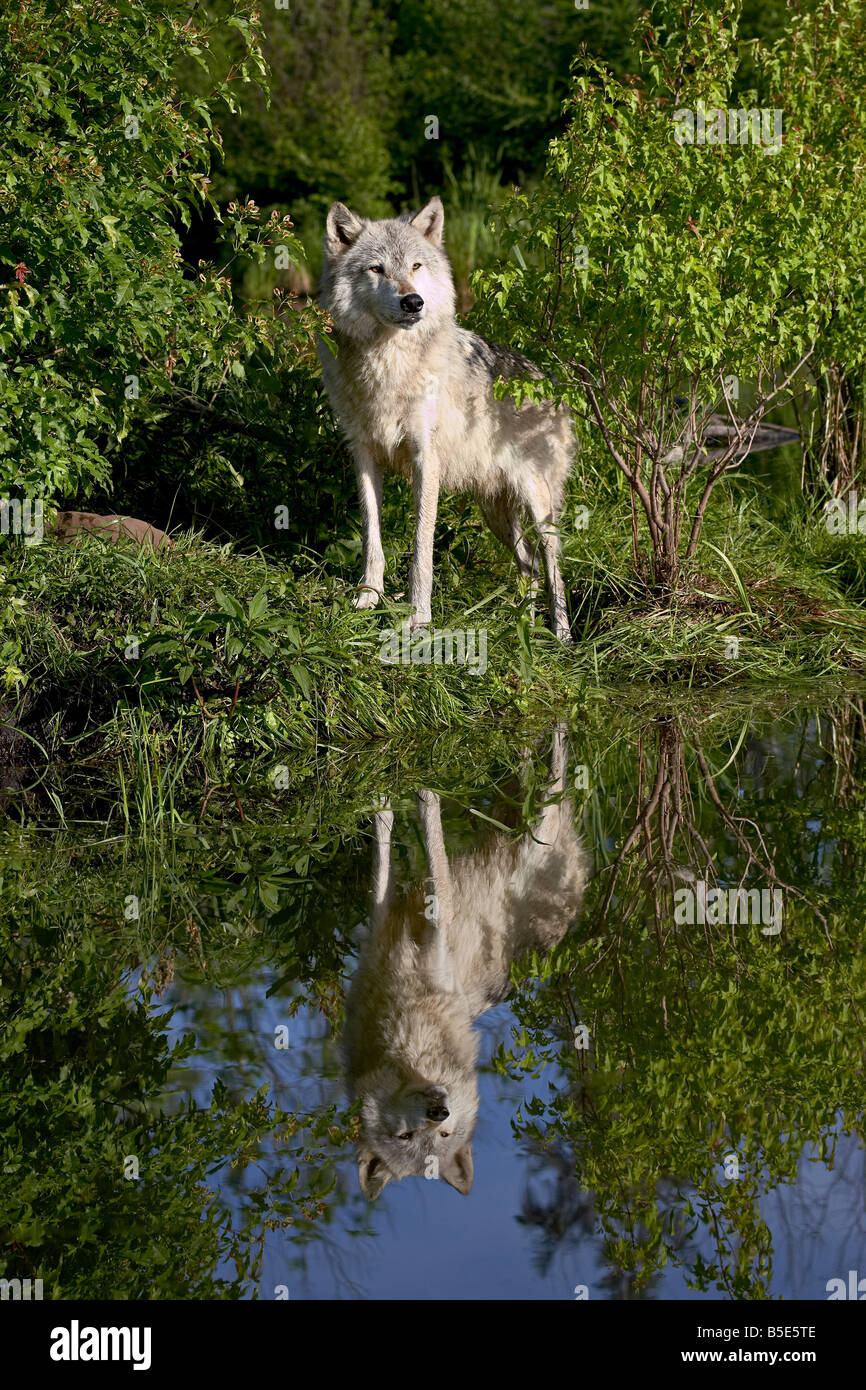 Lupo (Canis lupus) in cattività, arenaria, Minnesota, USA, America del Nord Foto Stock
