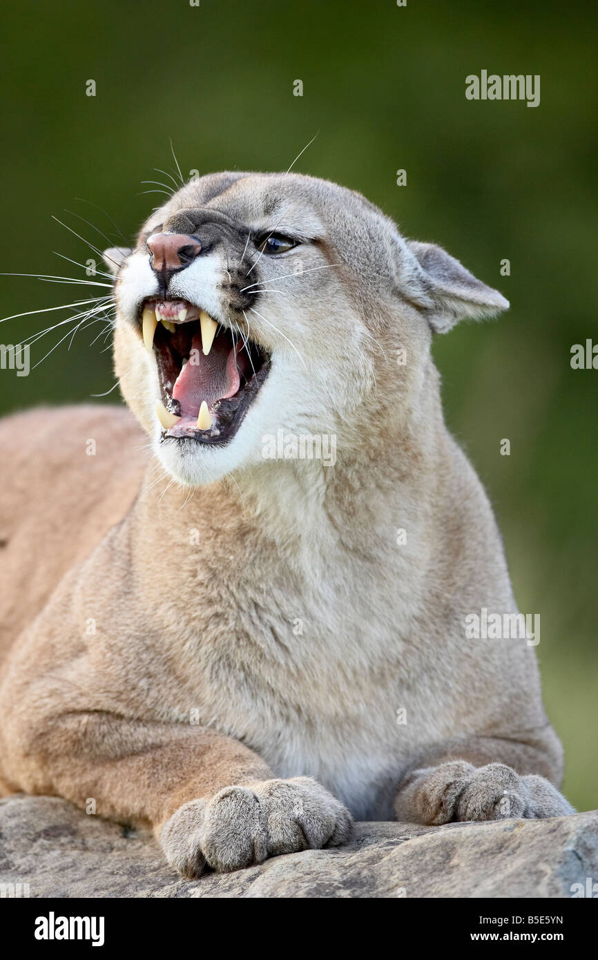 Mountain lion (cougar) (Felis concolor), in cattività in pietra arenaria, Minnesota, USA, America del Nord Foto Stock