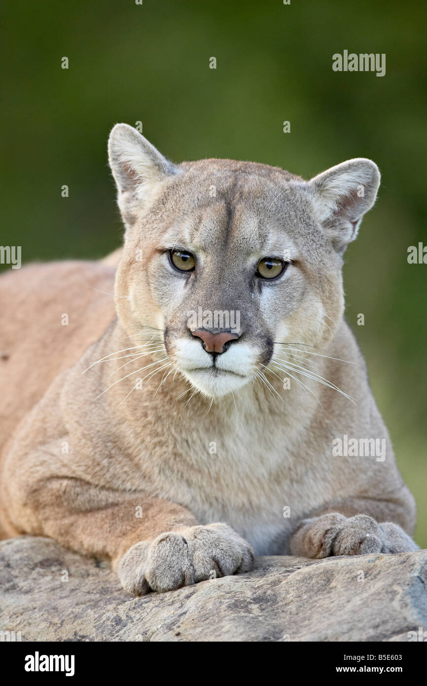 Mountain lion (cougar) (Felis concolor), in cattività in pietra arenaria, Minnesota, USA, America del Nord Foto Stock