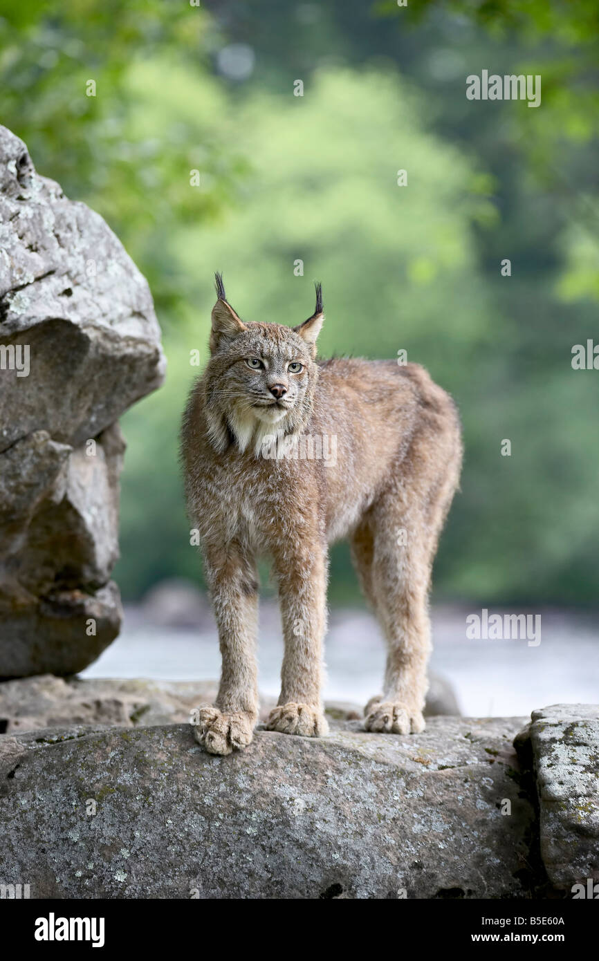 Canadese (Lynx Lynx canadensis) in cattività, arenaria, Minnesota, USA, America del Nord Foto Stock