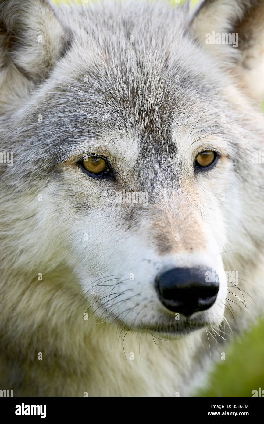 Lupo (Canis lupus) in cattività, arenaria, Minnesota, USA, America del Nord Foto Stock