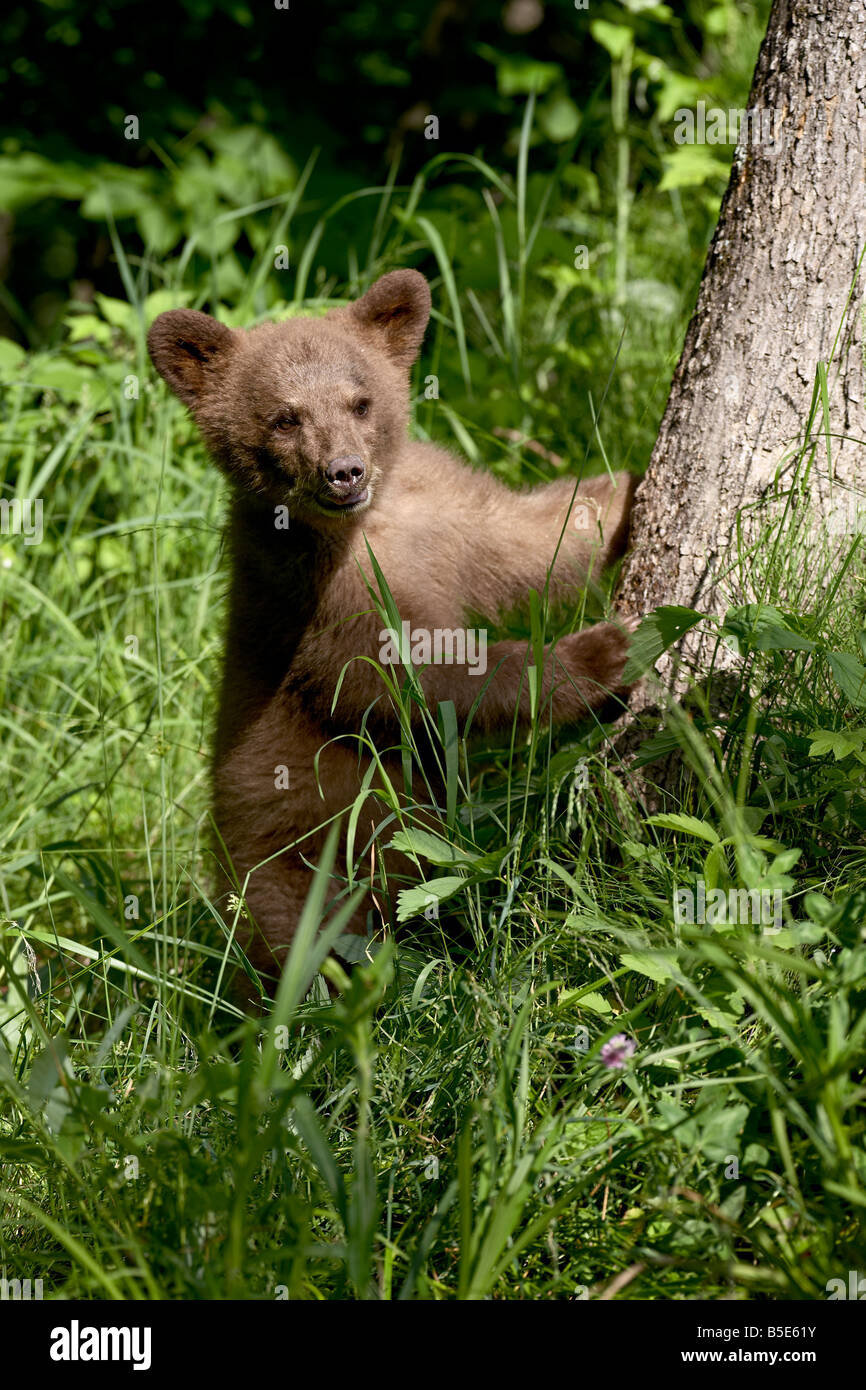 Black Bear (Ursus americanus) primavera cub in cattività, arenaria, Minnesota, USA, America del Nord Foto Stock