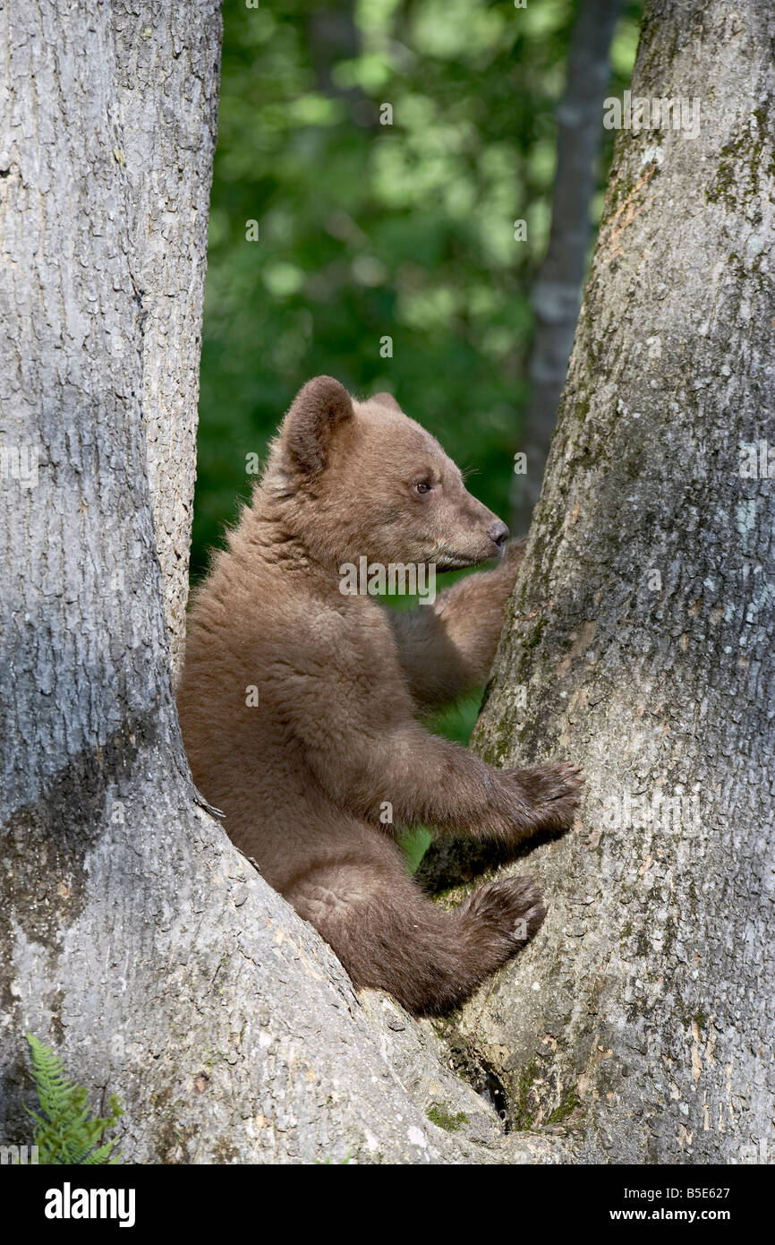 Black Bear (Ursus americanus) primavera cub in cattività, arenaria, Minnesota, USA, America del Nord Foto Stock