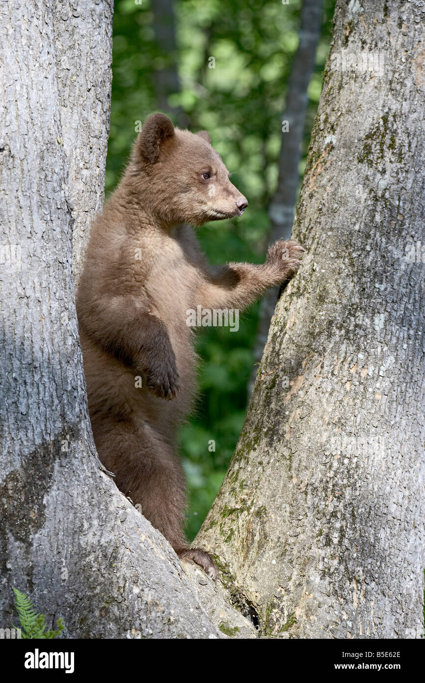 Black Bear (Ursus americanus) primavera cub in cattività, arenaria, Minnesota, USA, America del Nord Foto Stock