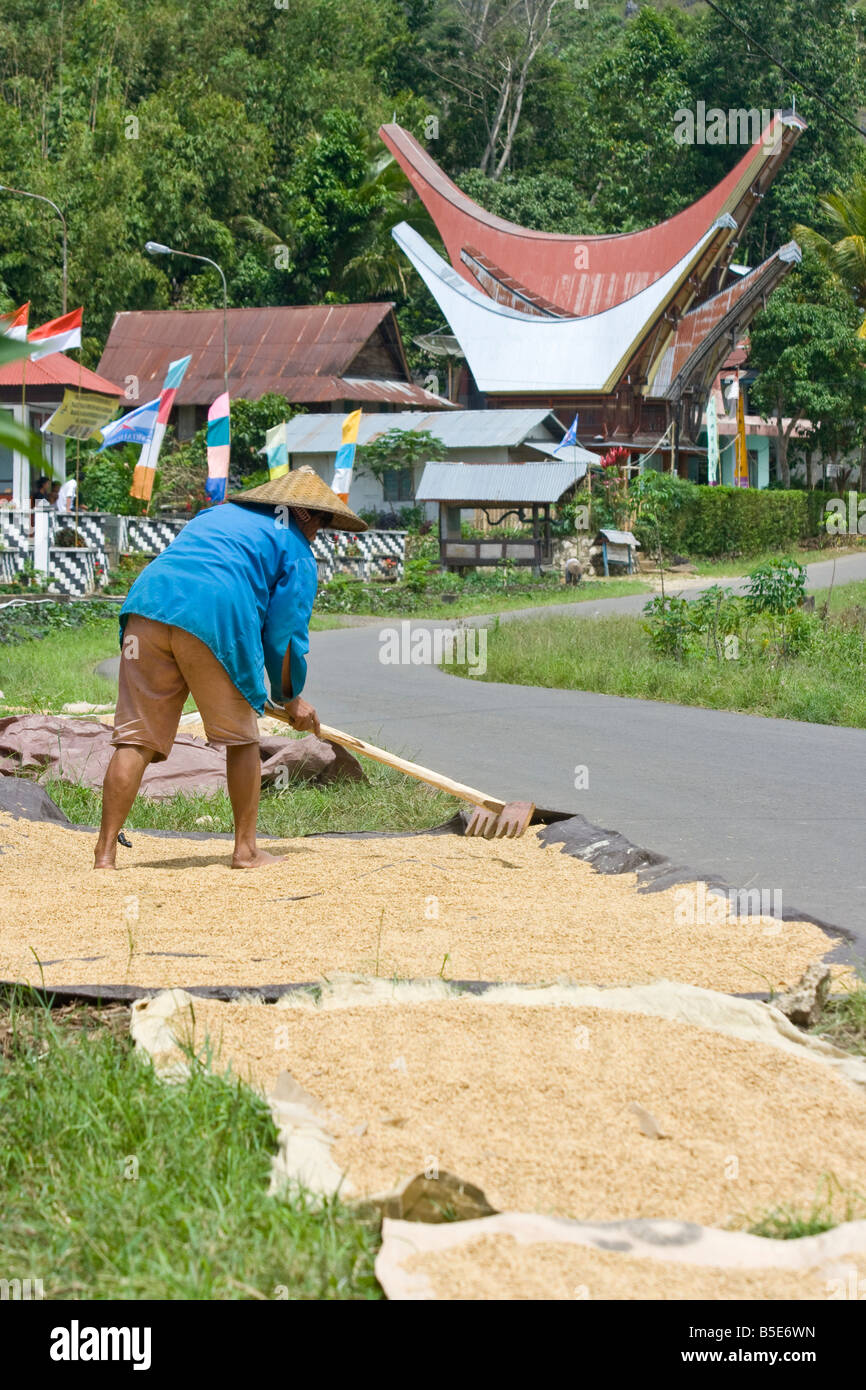 Agricoltore Grano che Asciuga e Tongkonan casa tradizionale in Tana Toraja su Sulawesi in Indonesia Foto Stock