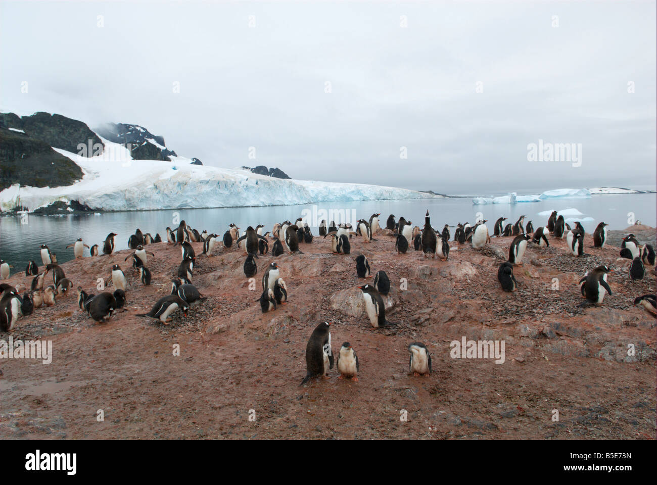 Pinguino Gentoo colonia di allevamento Foto Stock
