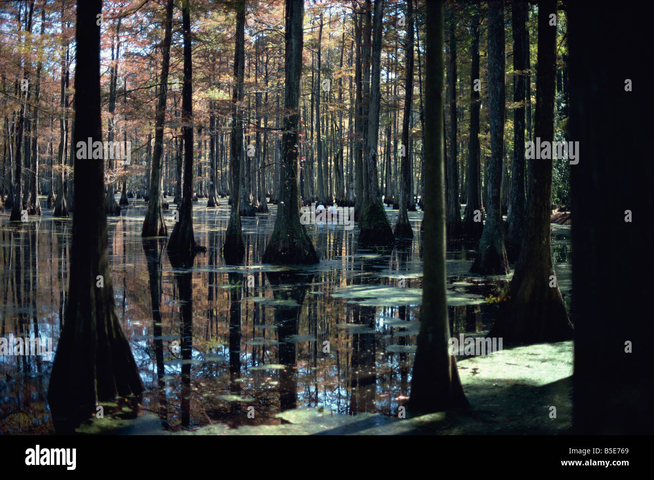 Riflessioni del trunk nel Cypress swamp in Cypress Gardens N Charleston South Carolina USA J Green Foto Stock