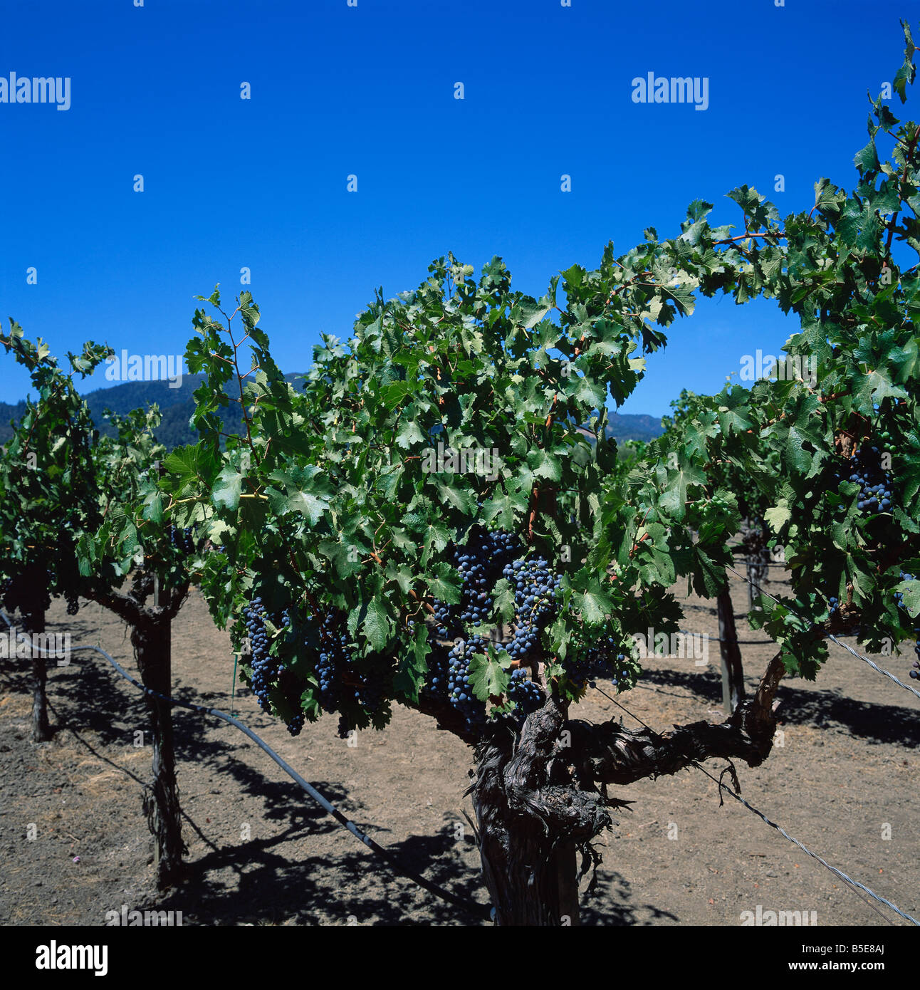 Close up di vitigni con uva nera presso il Robert Mondavi vigneti un leader Napa Valley Wine produttore Oakville California USA Foto Stock