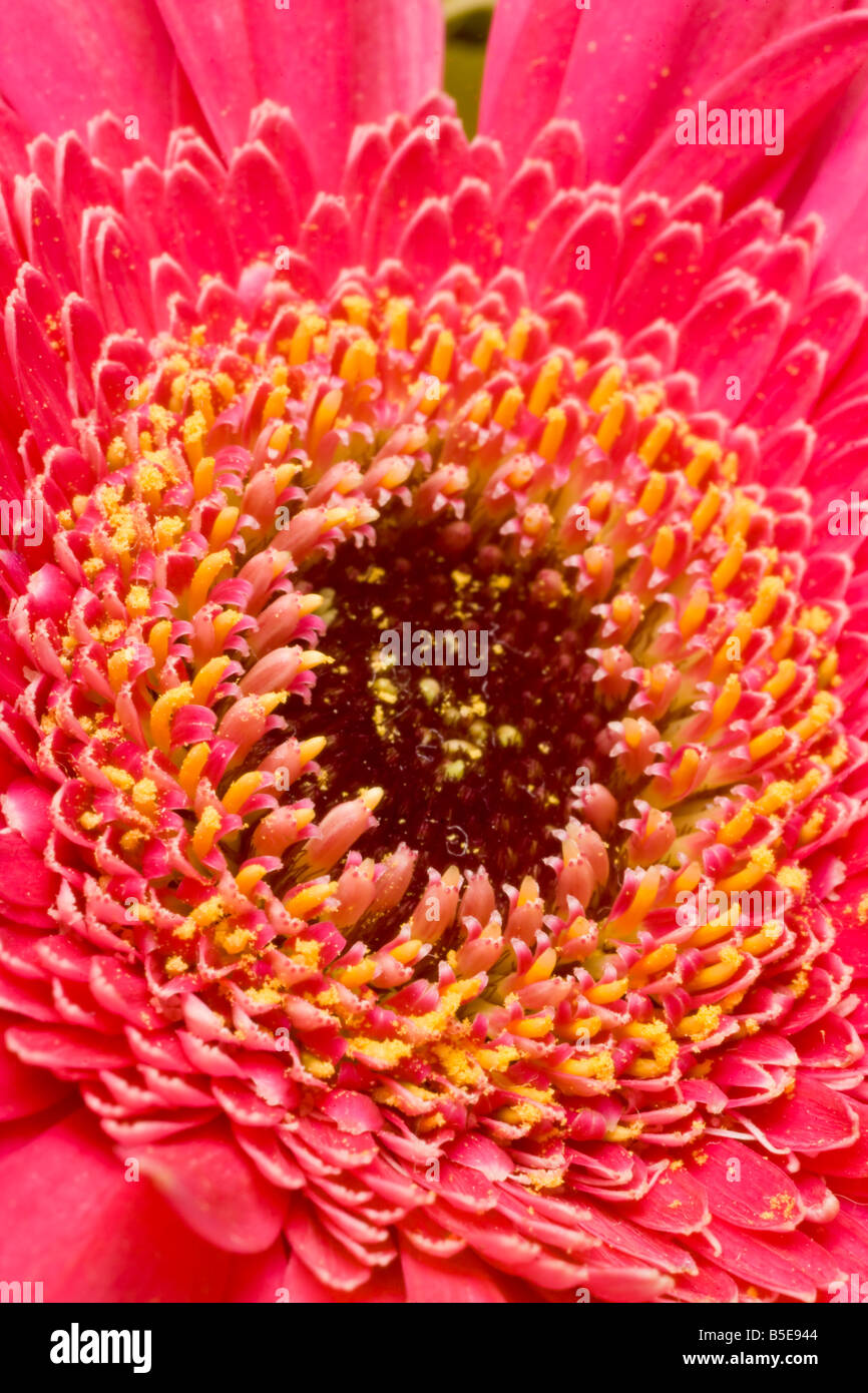 Pink Gerbera fiore Foto Stock