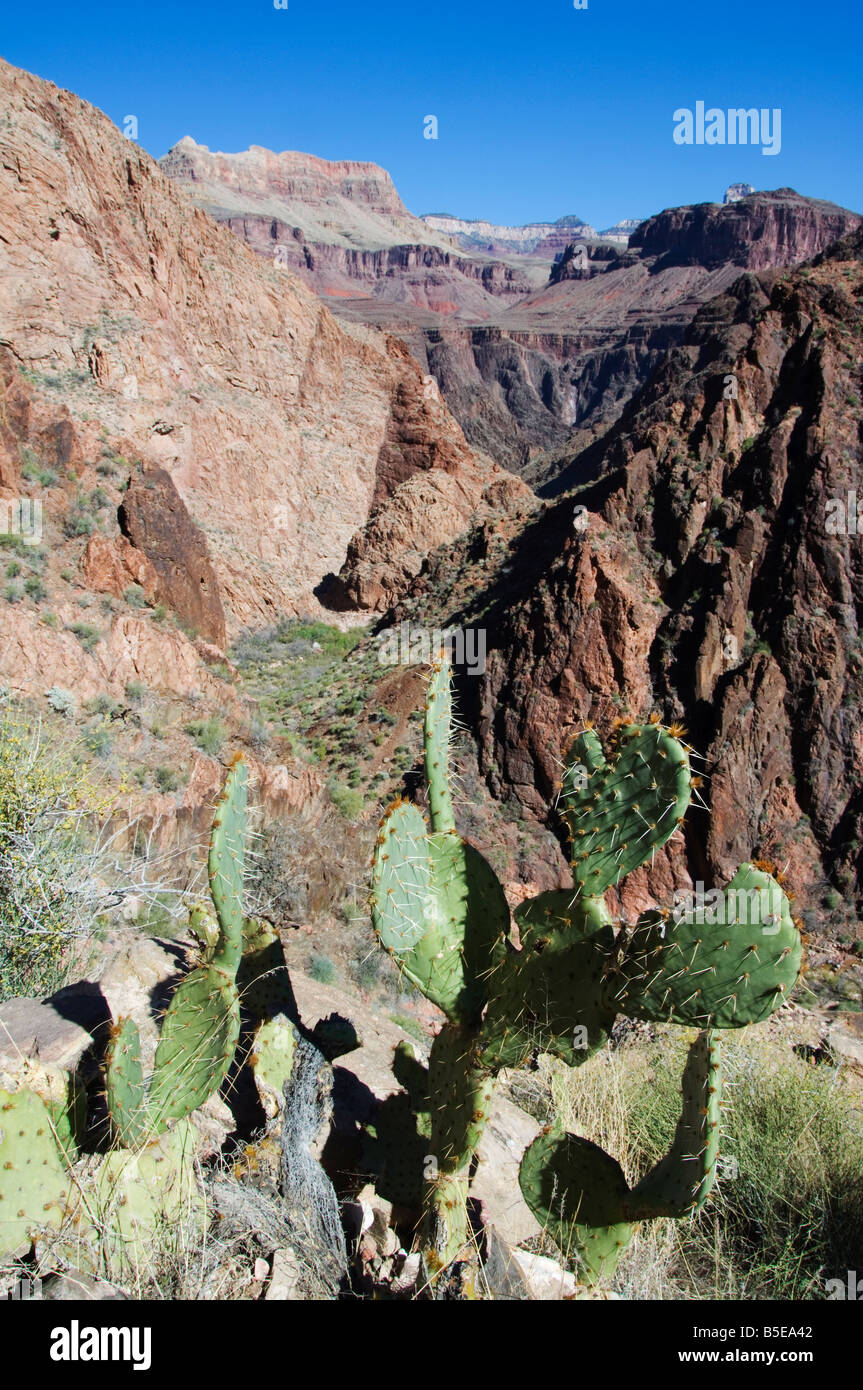 Cactus sul Bright Angel Canyon Hiking Trail, il Parco Nazionale del Grand Canyon, Arizona, USA, America del Nord Foto Stock