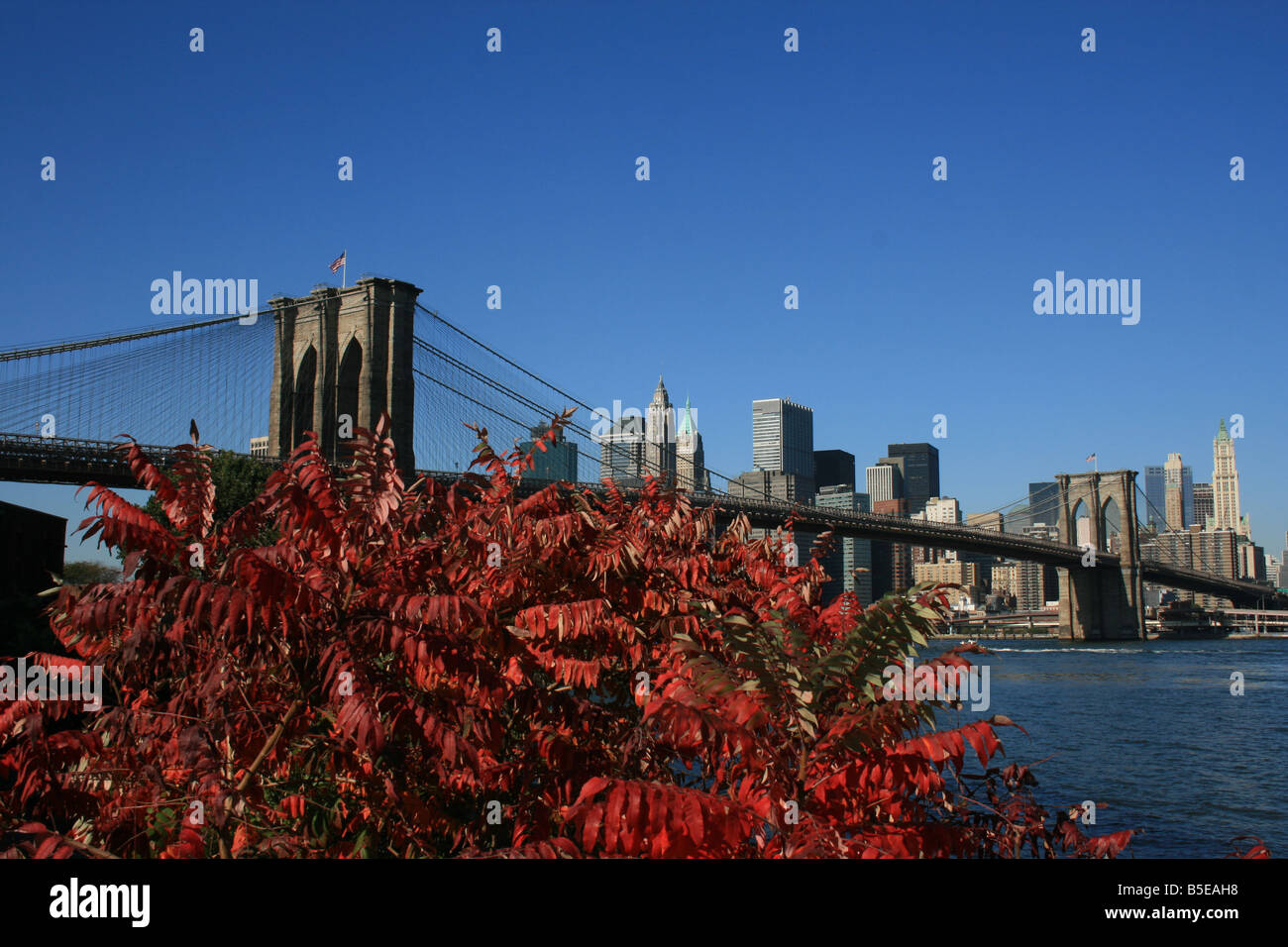 Fogliame lungo la East River. Il Ponte di Brooklyn e la parte inferiore di Manhattan in background. Foto Stock