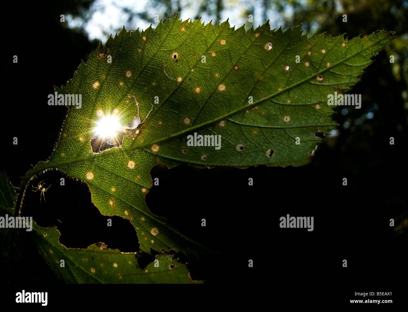Sole raggiante attraverso il foro nel marcio Rovo foglie Foto Stock