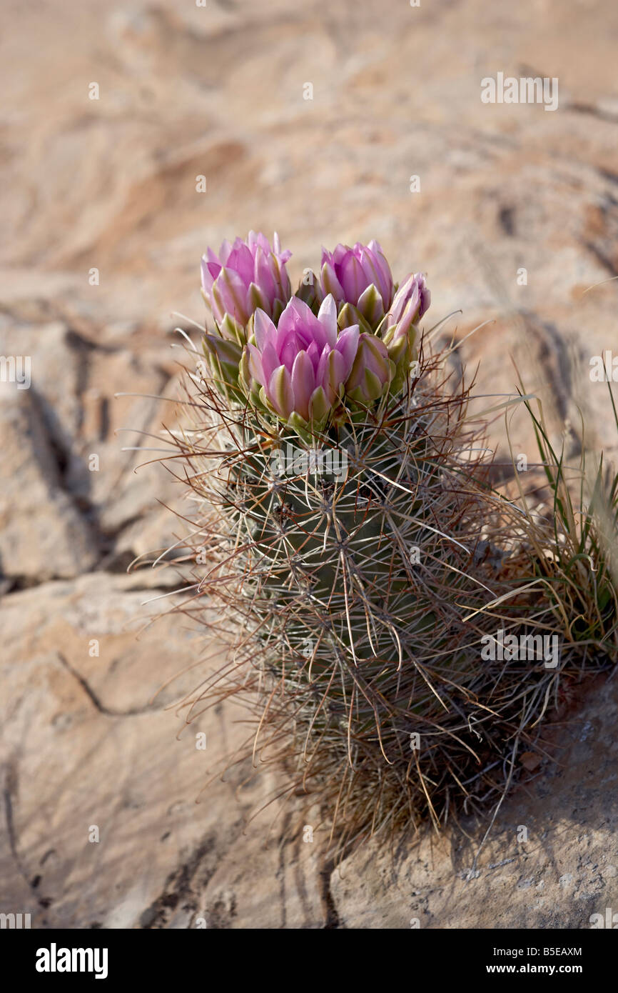 Whipple cactus, Utah, USA, America del Nord Foto Stock