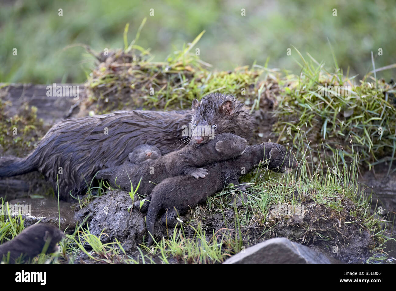 Mink (Mustela vison) madre e neonati, in cattività, gli animali del Montana, Bozeman, Montana, USA, America del Nord Foto Stock