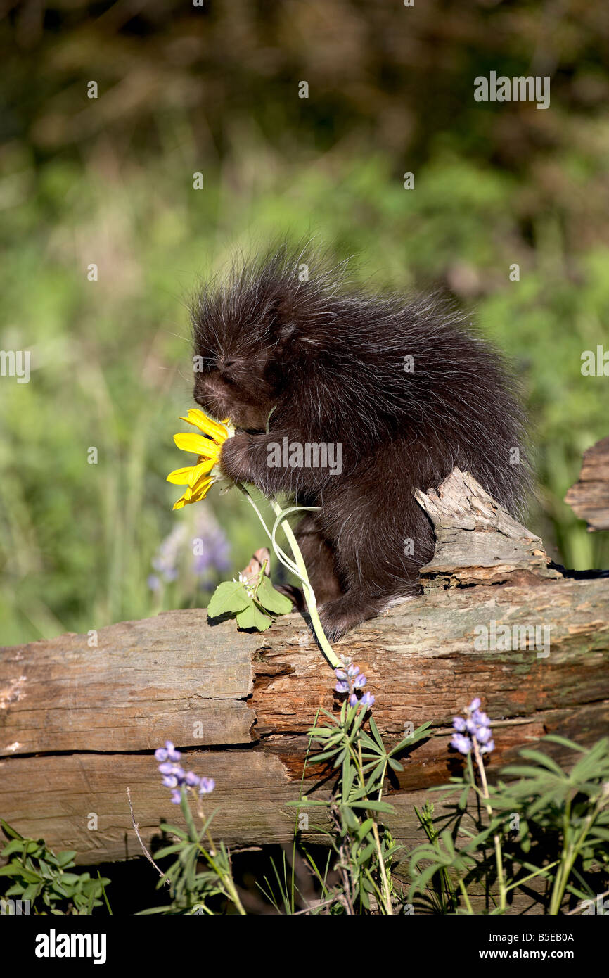Baby porcupine (Erethizon dorsatum) in cattività, gli animali del Montana, Bozeman, Montana, USA, America del Nord Foto Stock