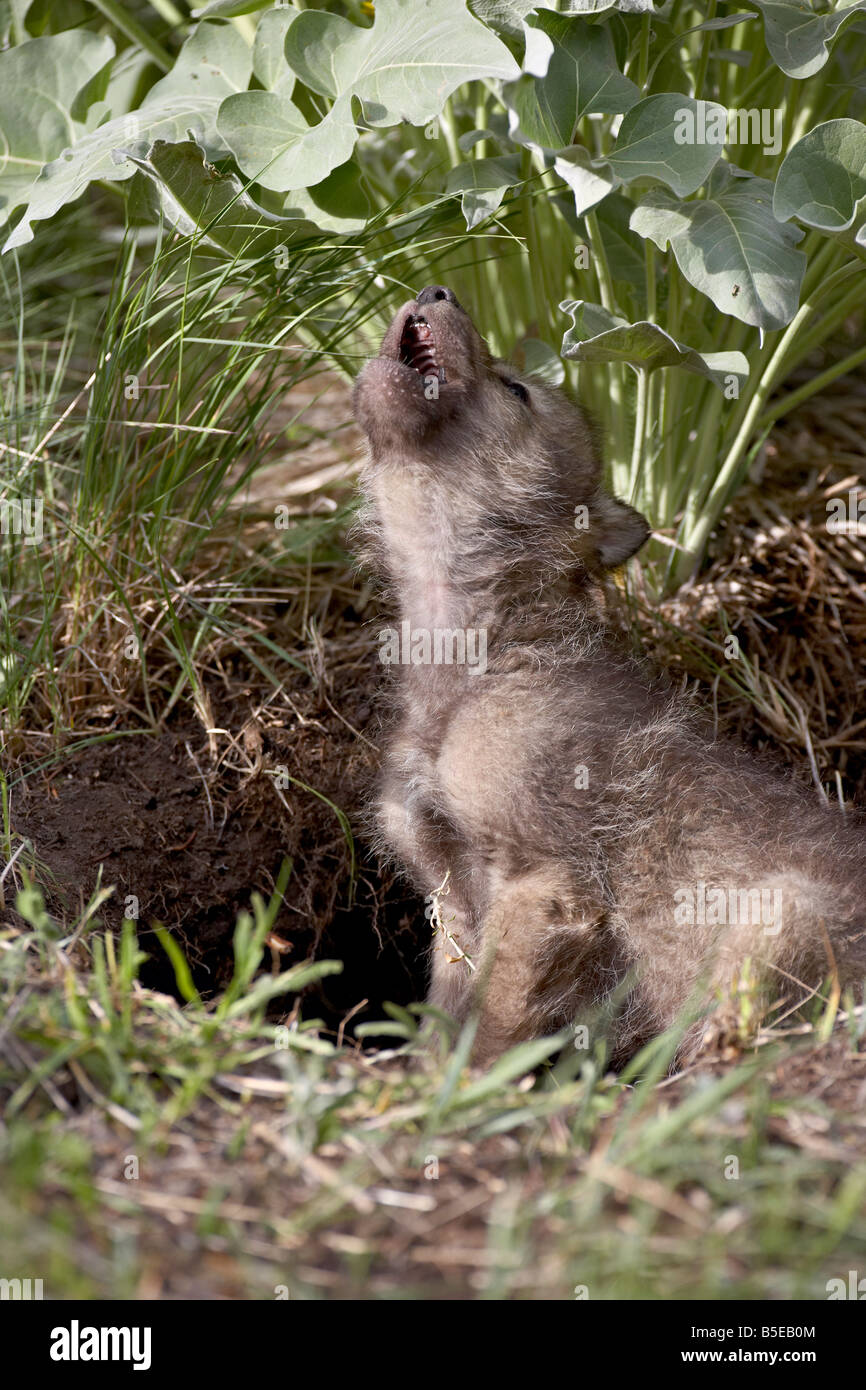 Lupo (Canis lupus) pup, urlando in cattività, gli animali del Montana, Bozeman, Montana, USA, America del Nord Foto Stock