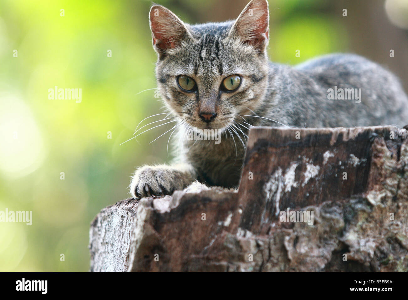 Un bel gatto presso il villaggio Malay Foto Stock