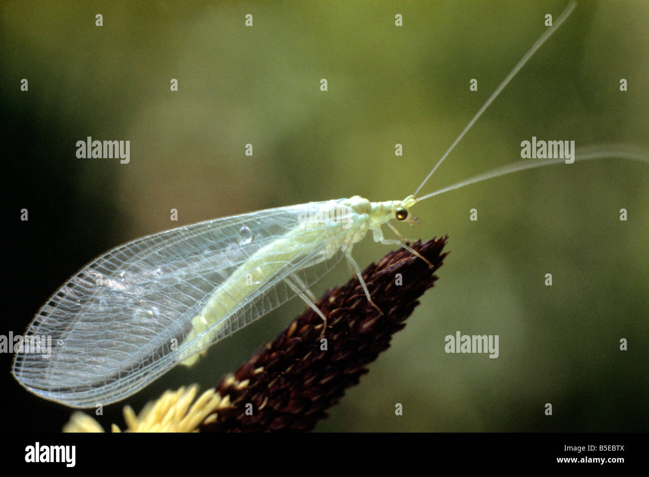 Green Lacewing (Chrysoperla carnea) Foto Stock