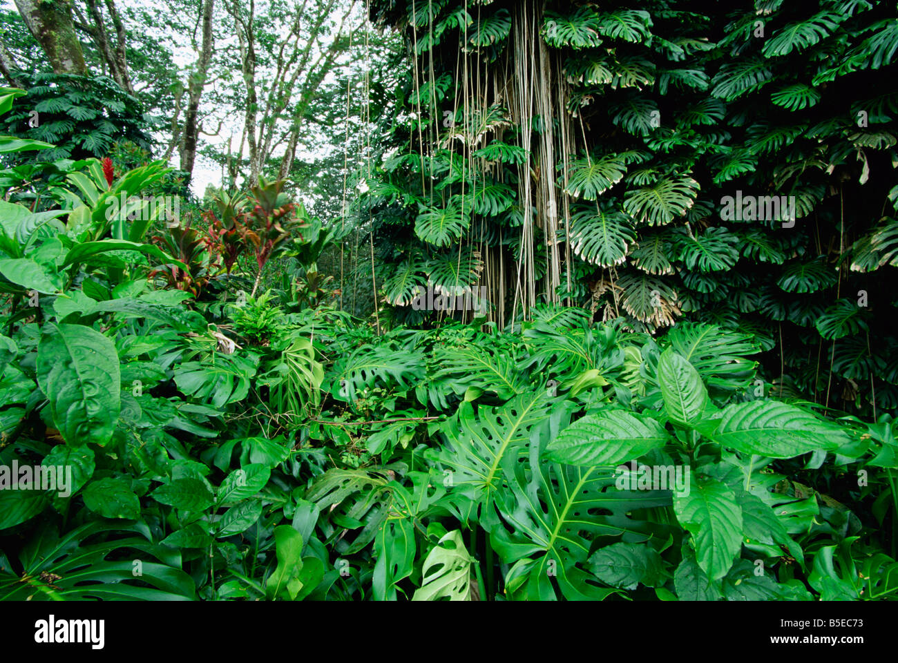 La lussureggiante vegetazione a Akaka Falls, il calore, terreni di origine vulcanica della east coast creare ricche foreste, Big Island delle Hawaii, Foto Stock