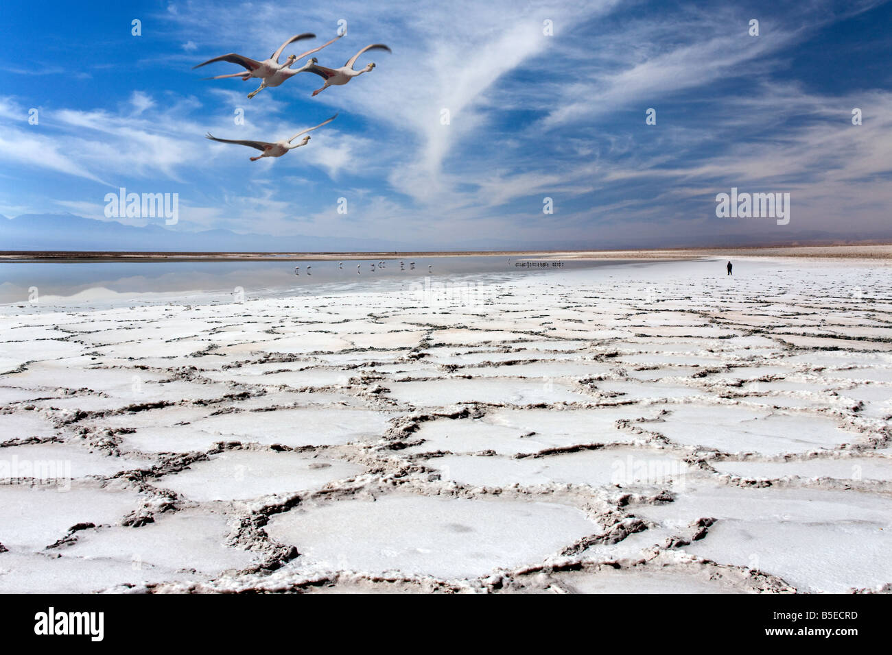 Fenicotteri volano sopra la remota Laguna Tuyajto e le Saline a 3800m nel deserto di Atacama nel nord del Cile in Sud America Foto Stock