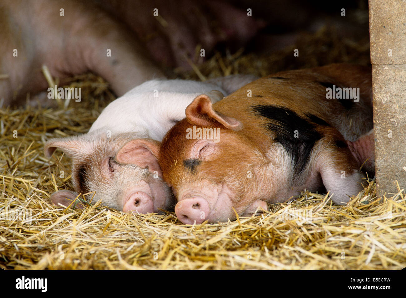 Il novellame di porci di dormire sulla paglia. Foto Stock
