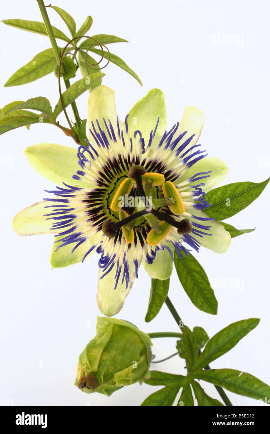 Passiflora coerulea Foto Stock