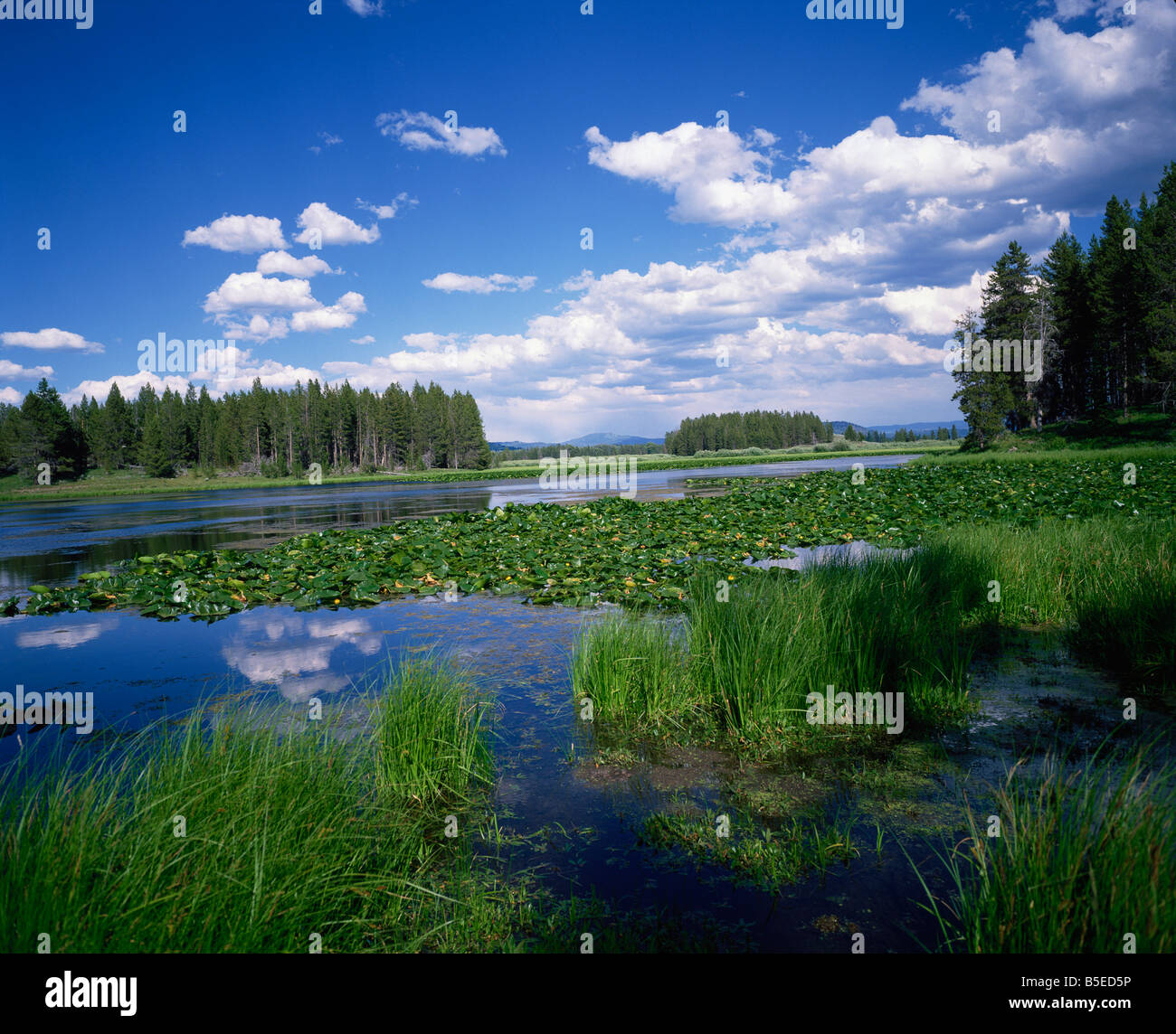 Acqua lilys su Swan Lake Grand Teton National Park Montagne Rocciose del Wyoming usa G Renner Foto Stock