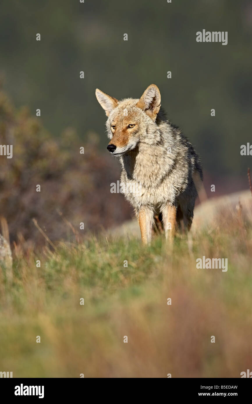 Coyote (Canis latrans), il Parco Nazionale delle Montagne Rocciose, Colorado, Stati Uniti d'America, America del Nord Foto Stock