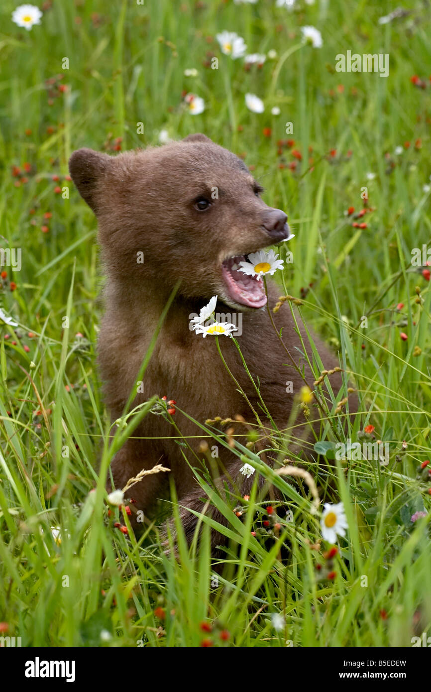 Orso grizzly (Ursus horribilis) cub in cattività, mangiando un oxeye daisy (Leucanthemum vulgare) fiore, arenaria, Minnesota, Stati Uniti d'America Foto Stock