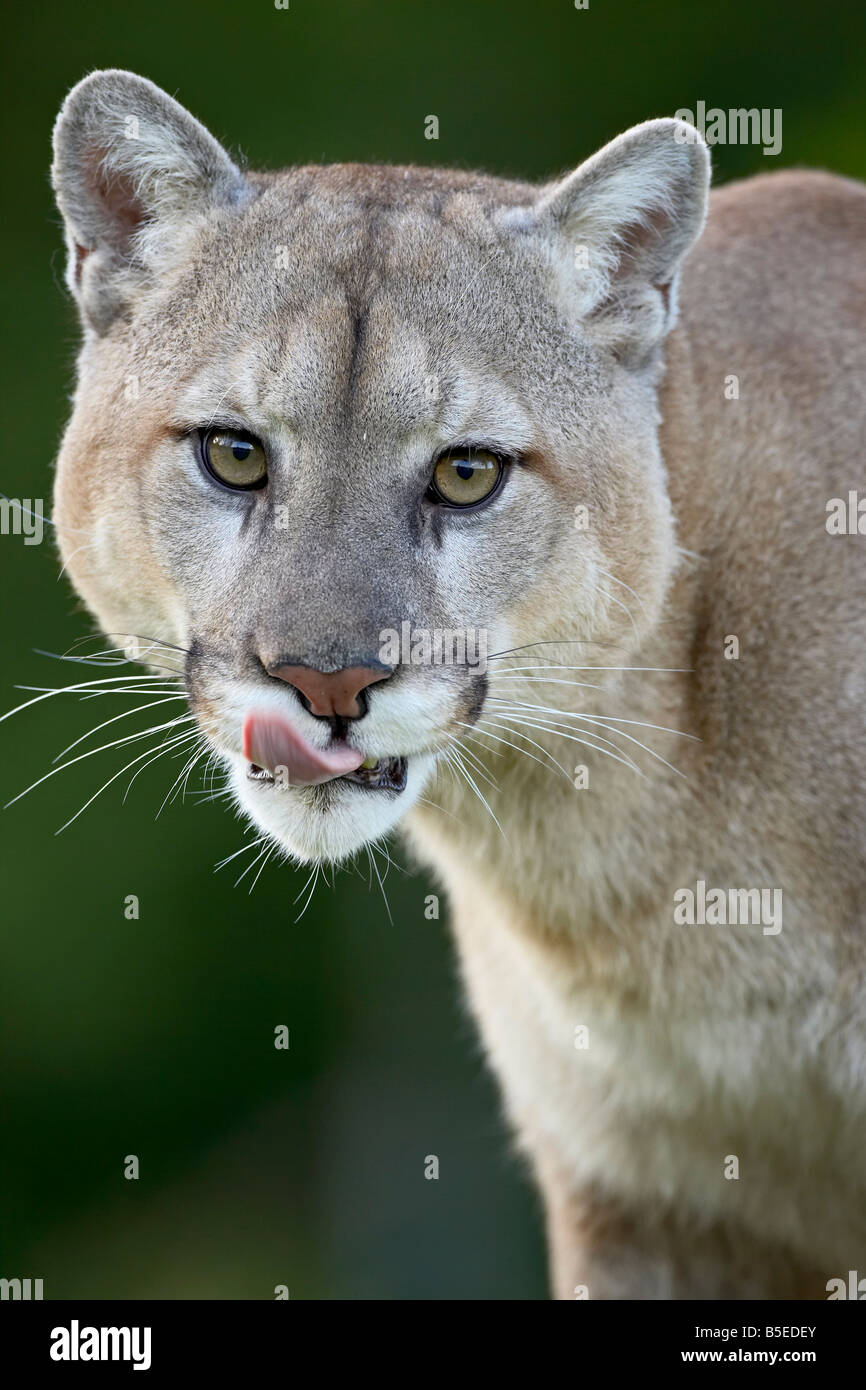 Mountain lion (cougar) (Felis concolor), in cattività, arenaria, Minnesota, USA, America del Nord Foto Stock
